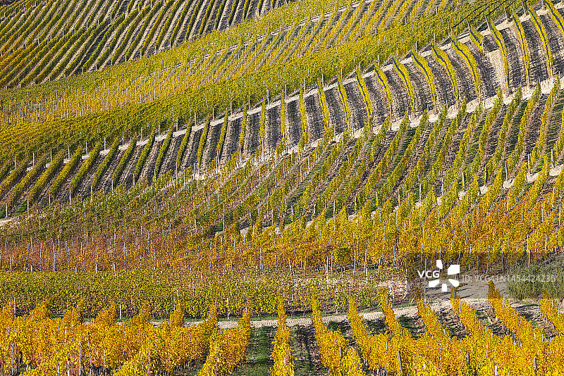 意大利库内奥皮埃蒙特秋日暖阳下的葡萄园纹理图片素材
