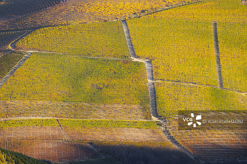 意大利库内奥皮埃蒙特秋日暖阳下的葡萄园纹理图片素材