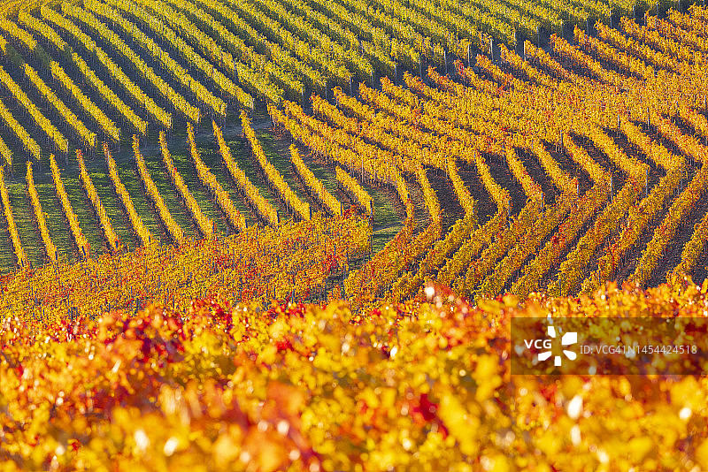 意大利库内奥皮埃蒙特秋日暖阳下的葡萄园纹理图片素材