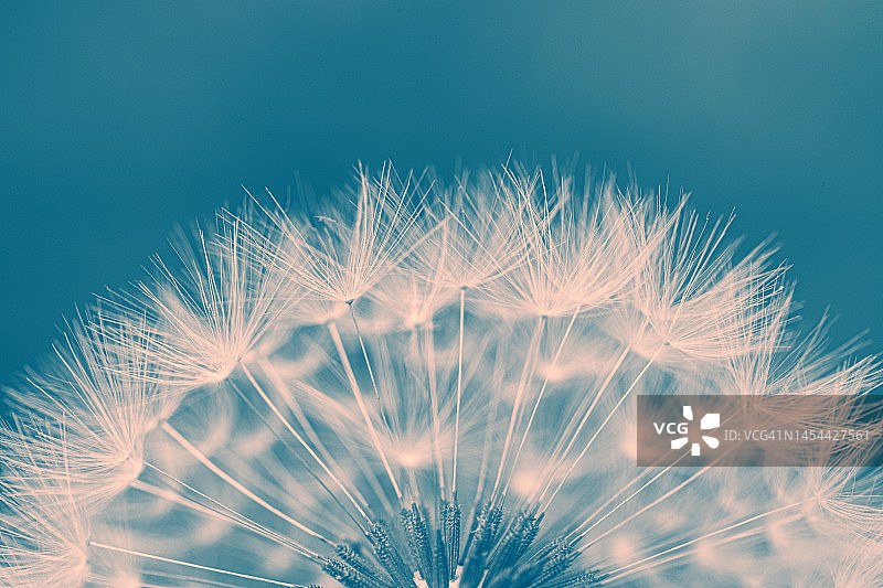 蒲公英的种子图片素材
