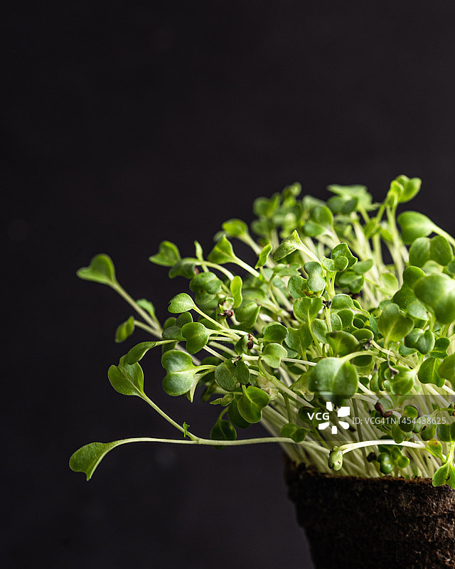 微型蔬菜图片素材