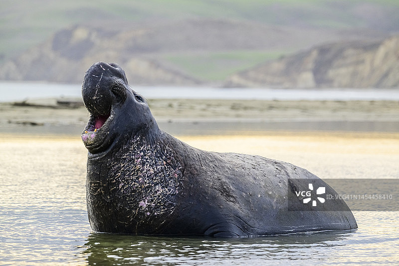 北象海豹图片素材