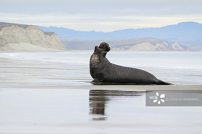 北象海豹图片素材
