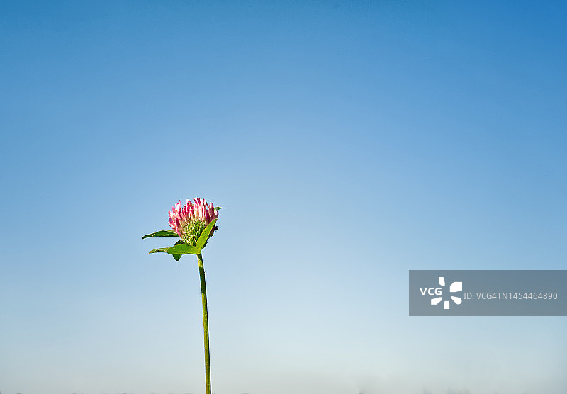 蓝天下盛开的苜蓿花图片素材
