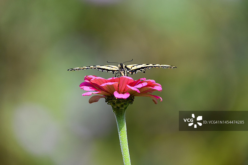 虎凤蝶采食粉色百日草图片素材