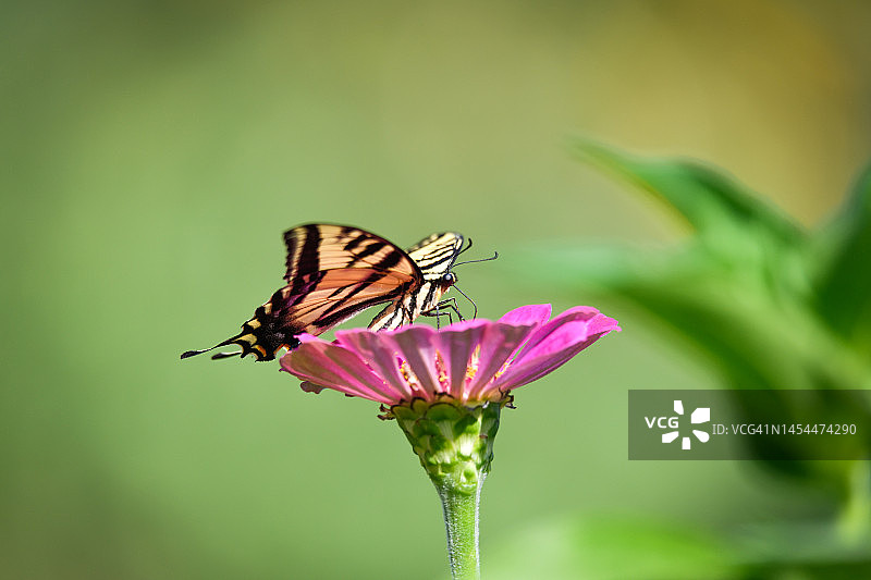 虎凤蝶采食粉色百日草图片素材