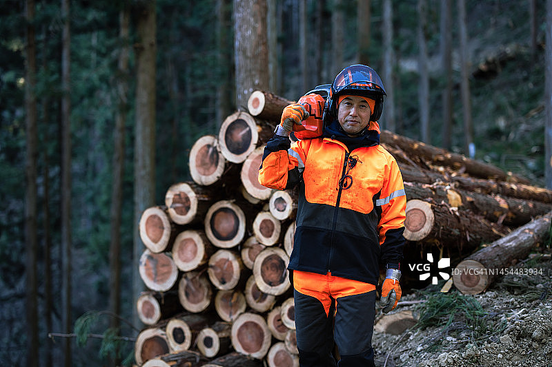 林业人员疏伐雪松以维护森林图片素材
