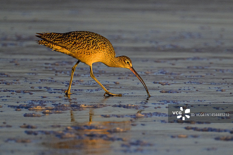 族麻鹬图片素材