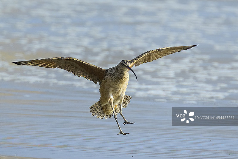 族麻鹬图片素材
