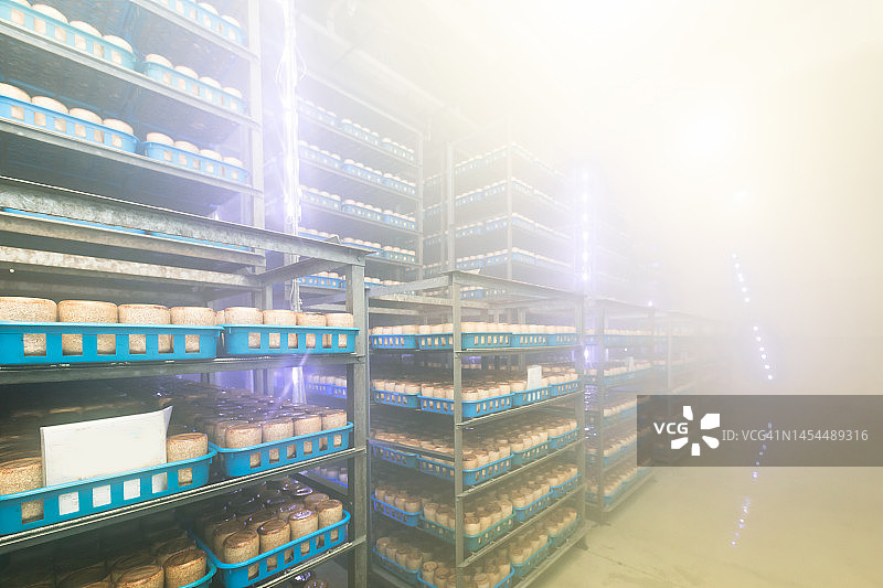 无人看管的蘑菇生产厂图片图片素材