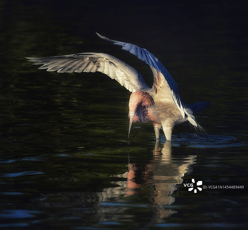 美国德克萨斯州南部，红鹭张开翅膀在傍晚的阳光下捕猎图片素材