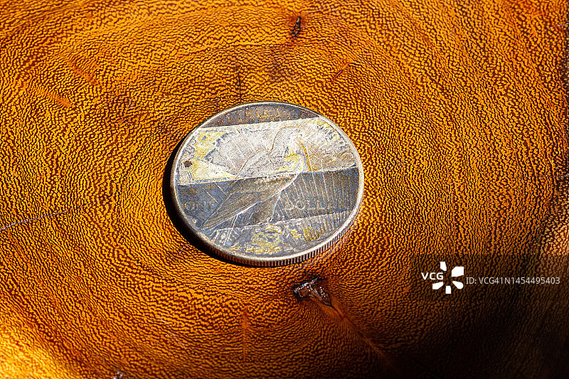 1928年和平银元背面：经典美国铸币的典范图片素材