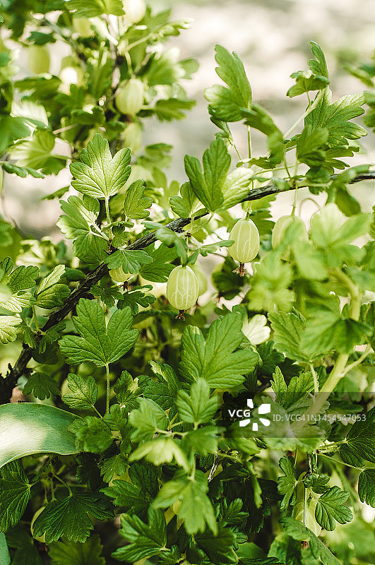 树枝上的醋栗图片素材