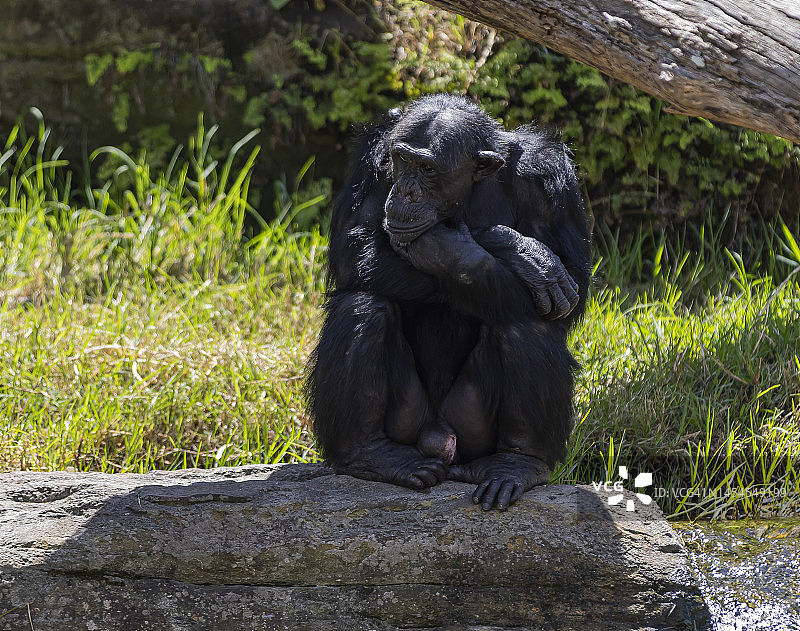 悲伤的猩猩图片素材