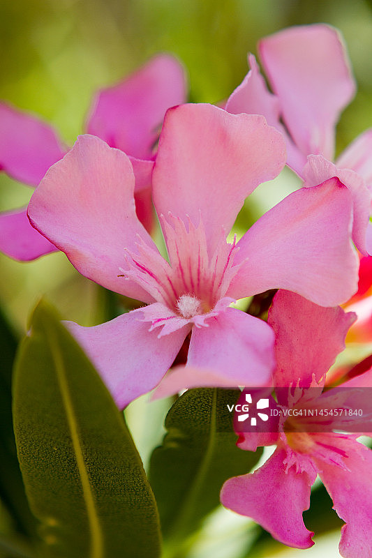 伊夫兰扎维亚，中阿特拉斯山脉，摩洛哥，北非图片素材