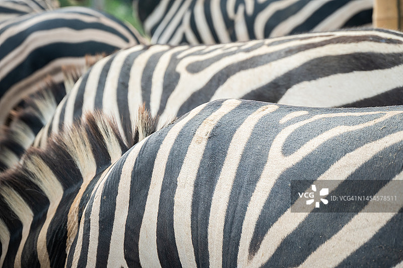 斑马条纹特写图片素材