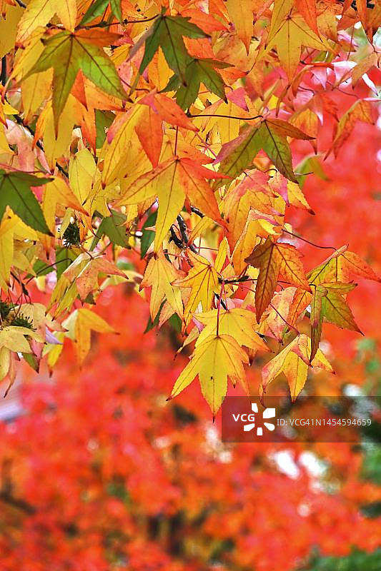 德国萨克森州秋日里壮丽的枫香树图片素材