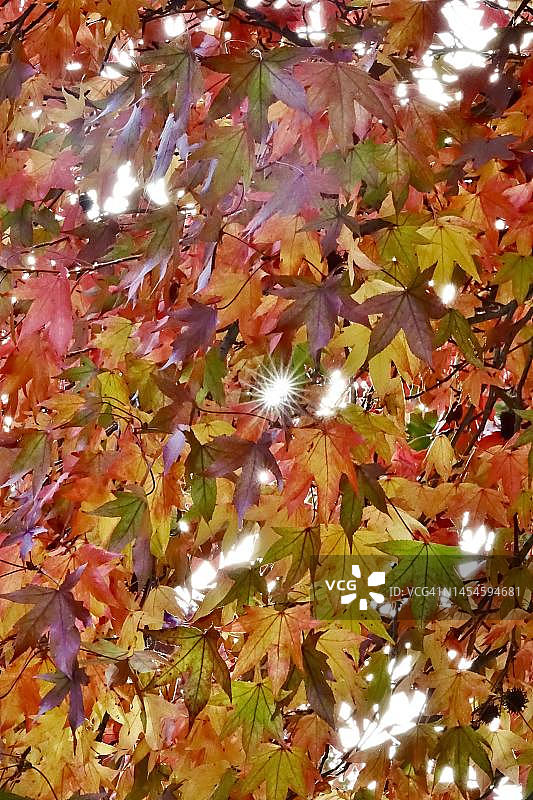 德国萨克森州秋日里壮丽的枫香树图片素材