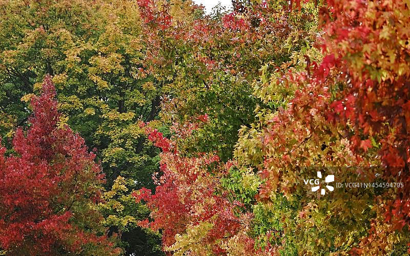 德国萨克森州秋日里壮丽的枫香树图片素材