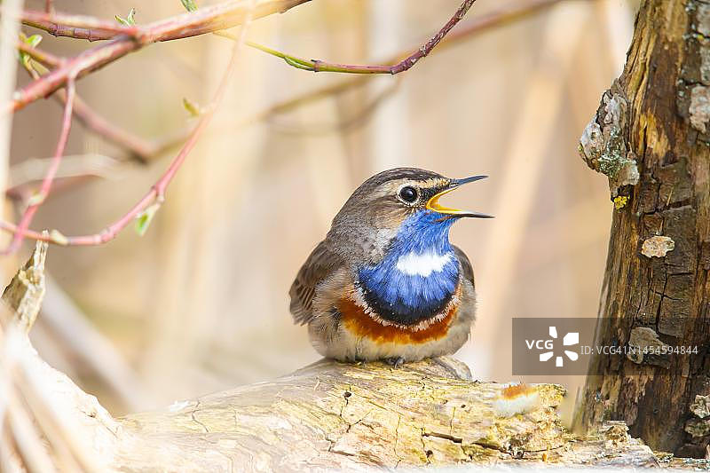蓝喉歌雀雄鸟鸣叫（德国）图片素材