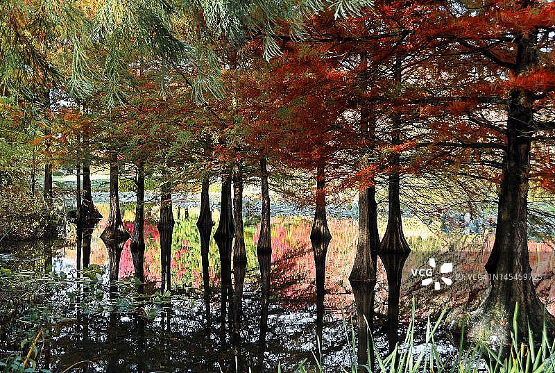 德国秋季的落羽杉图片素材