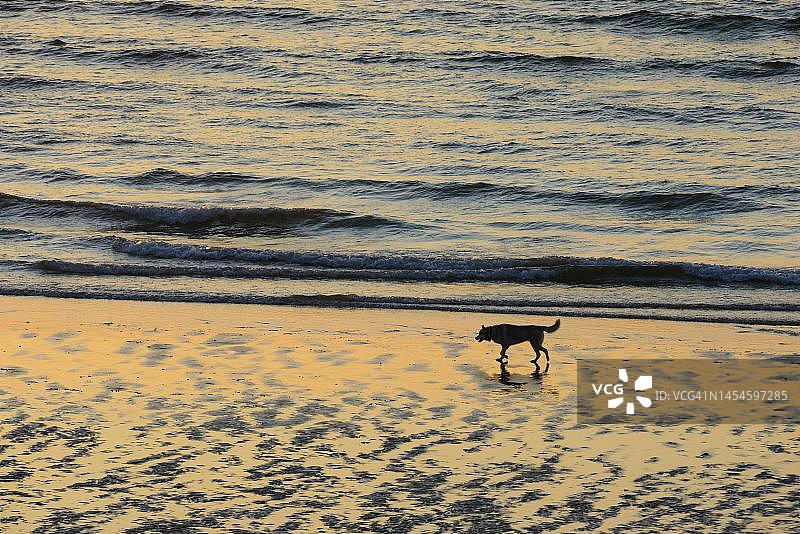 在法国维桑海滩上奔跑的狗，傍晚时分图片素材