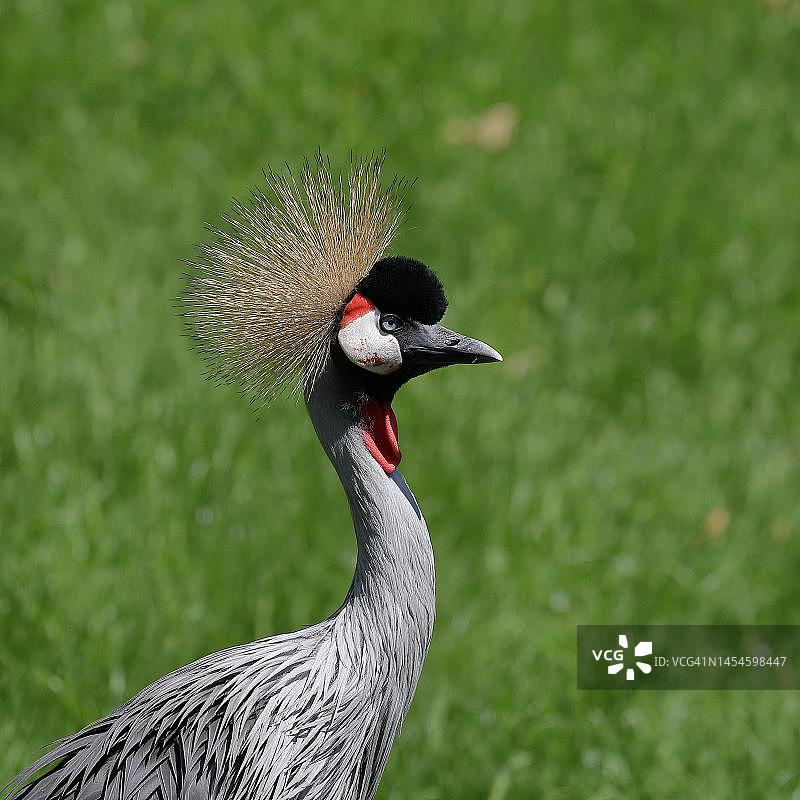 黑冠鹤(Balearica pavonina),肖像,圈养,Herborn-Uckersdorf动物园,黑塞,德国图片素材