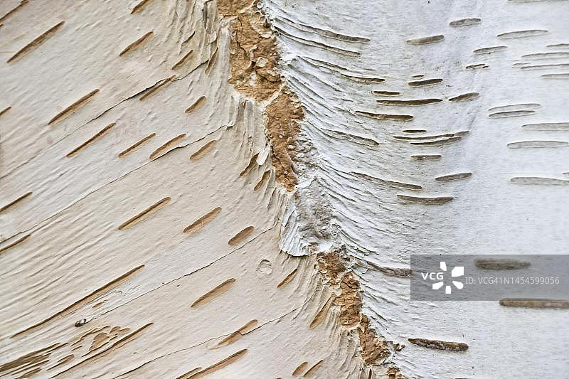 德国下萨克森汉诺威的喜马拉雅桦树皮图片素材