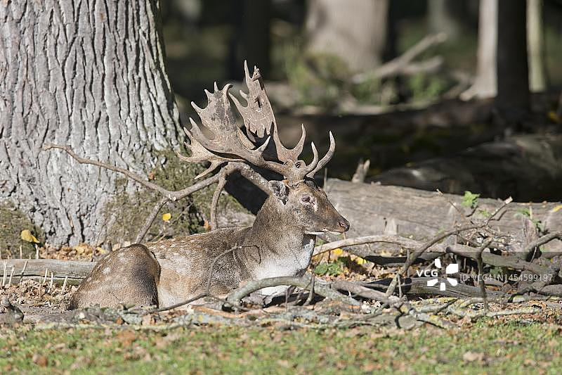 德国下萨克森的欧洲马鹿图片素材