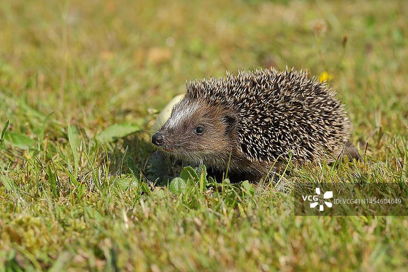 德国北莱茵-威斯特法伦草地上行走的幼年欧洲刺猬图片素材