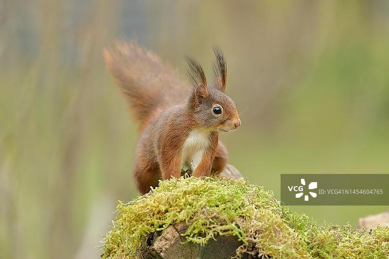 欧亚红松鼠（Sciurus vulgaris），坐在苔藓森林地面上，德国北莱茵-威斯特法伦图片素材