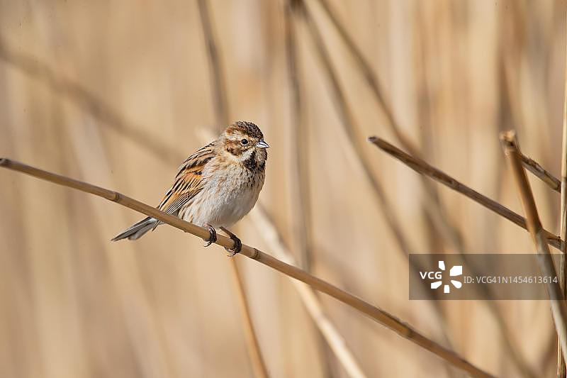 苇鹀雌鸟，德国图片素材