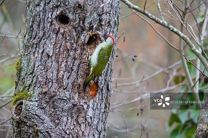 德国，欧洲绿啄木鸟雄鸟建造巢穴图片素材