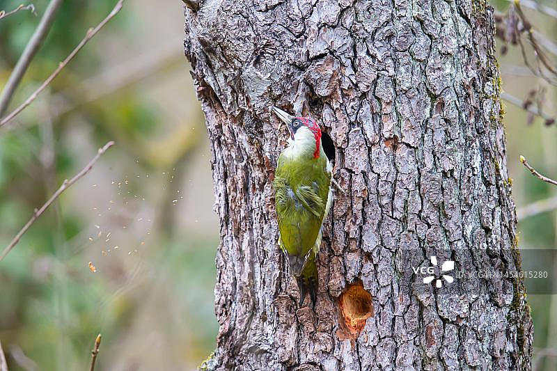 德国，欧洲绿啄木鸟雄鸟建造巢穴图片素材