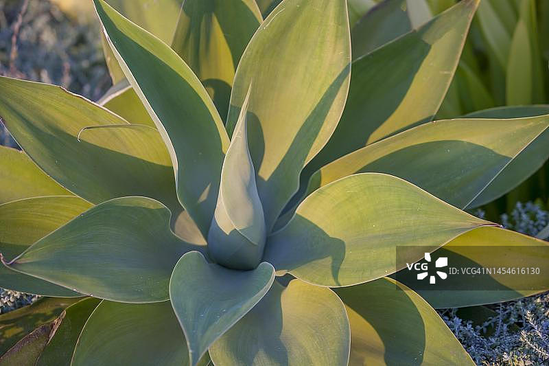 狮尾花（龙舌兰），塞浦路斯图片素材