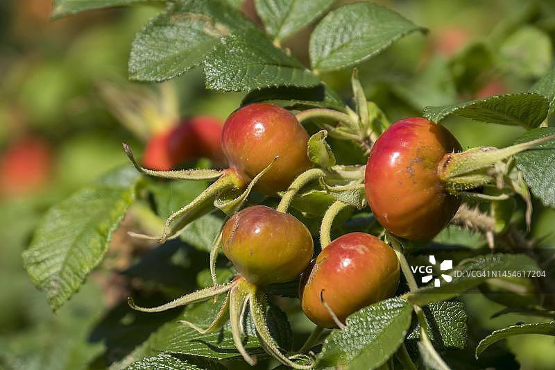 德国石玫瑰果实，福尔岛图片素材