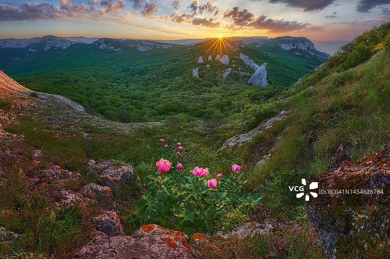 山间春色：野生山芍药的粉色花朵，背景是绚丽的日出图片素材