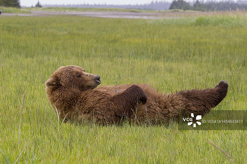 苔原上的棕熊图片素材