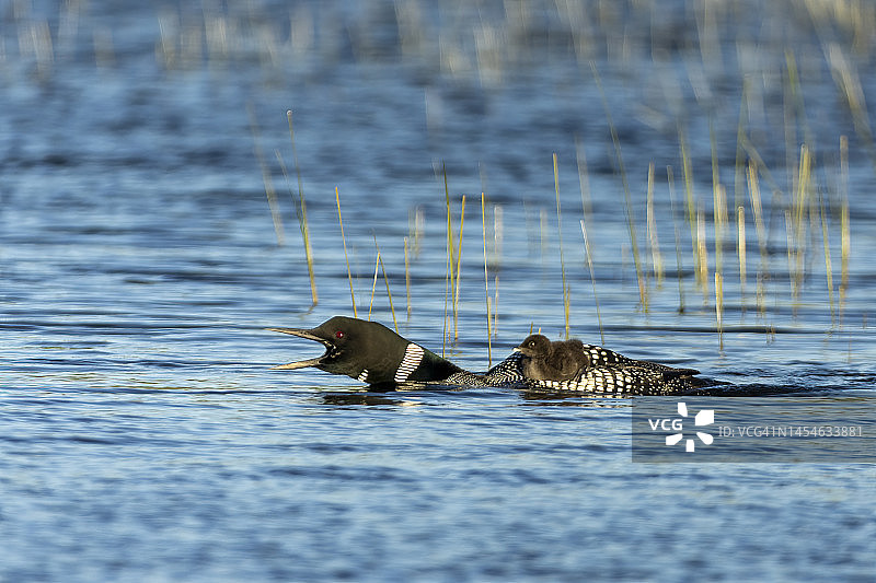 成年雄性普通潜鸟与背上的幼鸟鸣叫图片素材