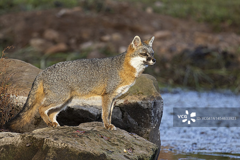 水边的灰狐图片素材