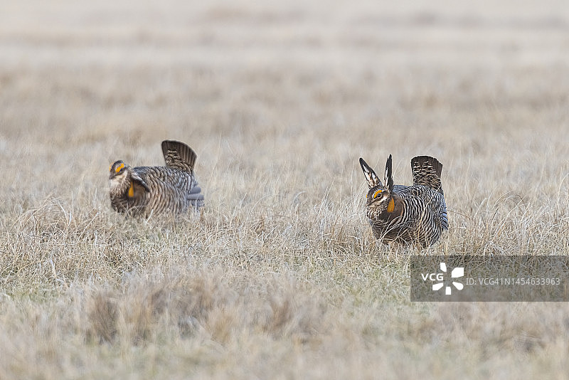 大草原松鸡图片素材