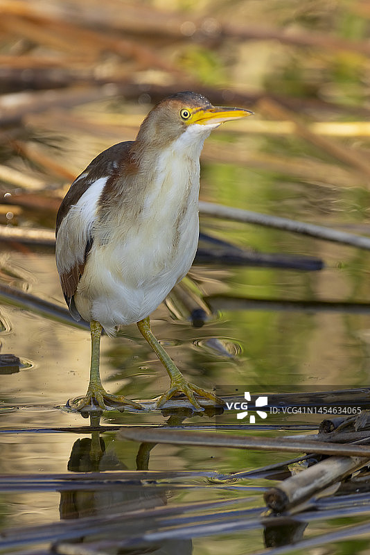 小苇鳽图片素材