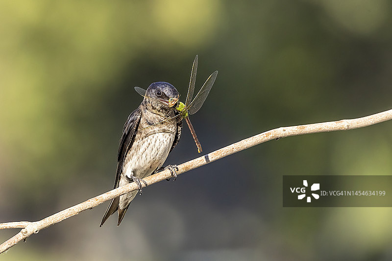 紫 Martin 雌鸟用蜻蜓喂养幼鸟图片素材