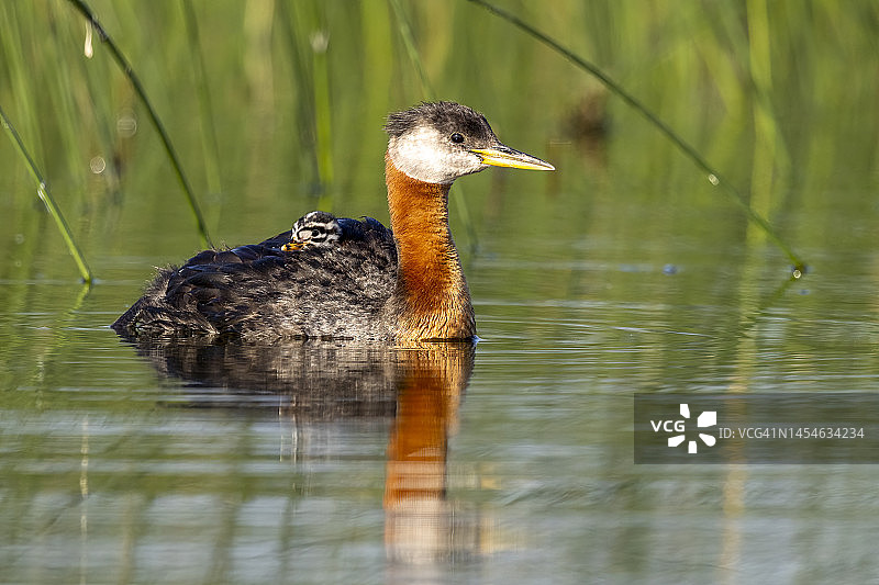 红颈䴙䴘成鸟背着幼鸟图片素材