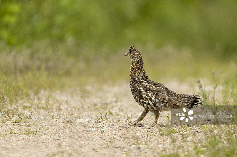 褶皱松鸡图片素材