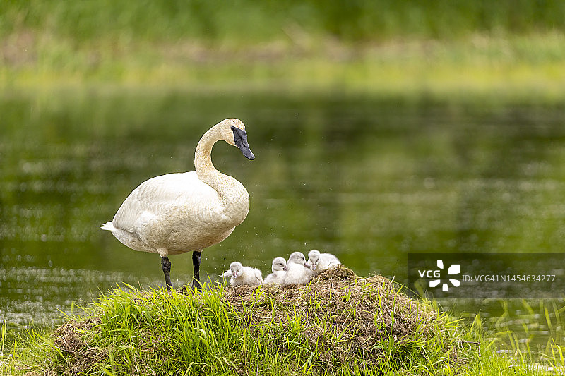 大号角天鹅与幼鸟在巢中图片素材