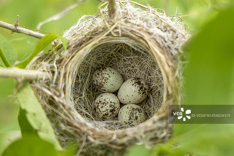 黄莺巢与鸟蛋图片素材