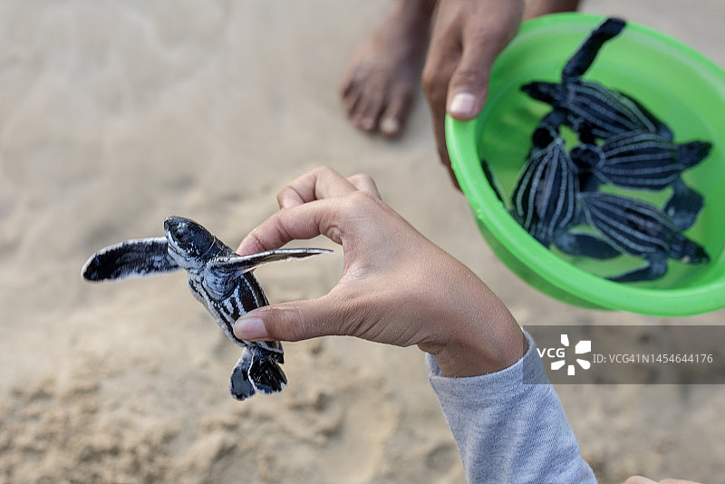 待放生的幼年棱皮海龟图片素材
