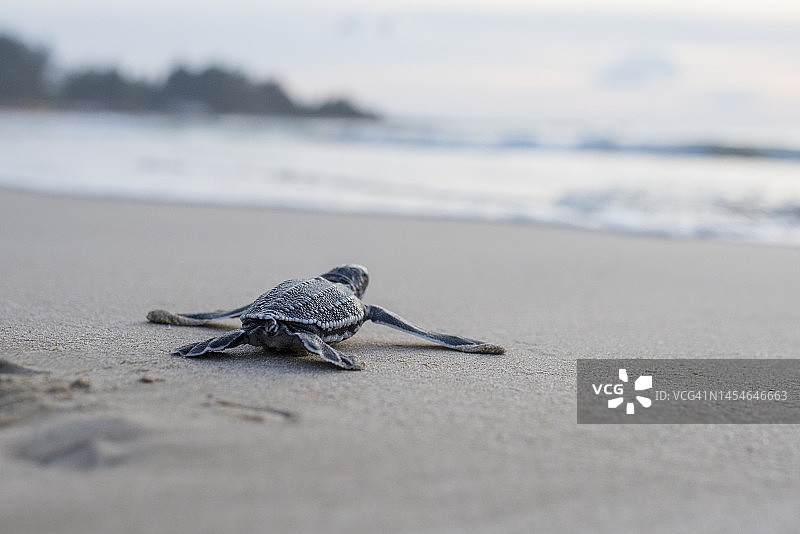 小海龟放归大海图片素材