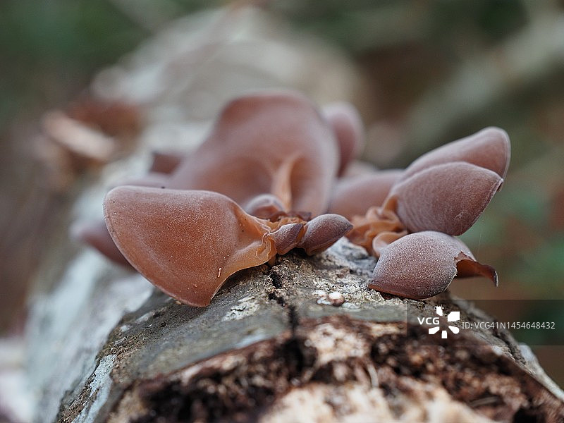 卡罗来纳海岸的蘑菇图片素材